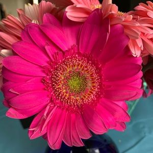 Meet your Posher, Clarissa